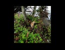 【ショート】少し涼しくなる猫の動画