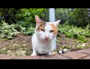 犬に育てられた猫