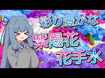 彩り豊かな紫陽花花手水【VOICEROID旅行】