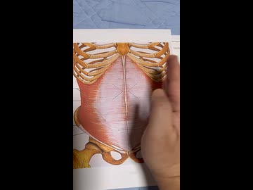 【ボイトレ】横隔膜の機能を最大限に発揮するためには、お腹の横と背中と太ももの筋肉を使うと良いです！
