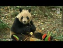 PandapiaLive_2024_08_08