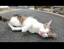 道端にいた子猫をナデナデしたらゴロゴロ言いながら擦り寄ってきてカワイイ