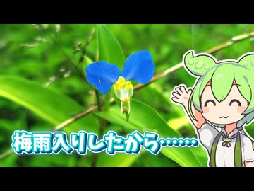 ツユクサを採って食べるずんだもん