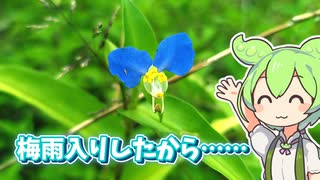 ツユクサを採って食べるずんだもん