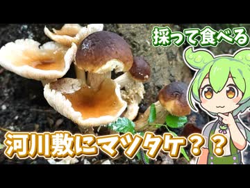その辺のマツタケっぽいキノコを食べてみる【ヤナギマツタケのマリネ】