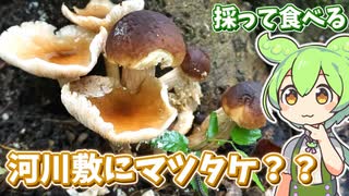 その辺のマツタケっぽいキノコを食べてみる【ヤナギマツタケのマリネ】