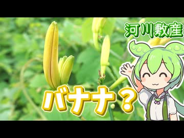 バナナっぽい草を食べるずんだもん【ヤブカンゾウ(金針菜)のフカヒレスープ】