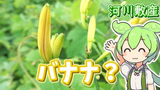 バナナっぽい草を食べるずんだもん【ヤブカンゾウ(金針菜)のフカヒレスープ】