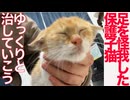 足を怪我した保護子猫、安堵して甘える