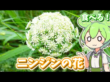 野生ニンジンの花を食べるずんだもん【ノラニンジンの素揚げ】