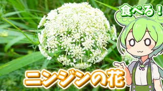 野生ニンジンの花を食べるずんだもん【ノラニンジンの素揚げ】