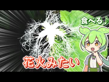 カラスウリの葉っぱを食べるずんだもん