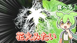 カラスウリの葉っぱを食べるずんだもん