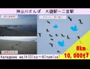 【神奈川さんぽ①】チョー暑だけどアオバトの美しさに癒されたさんぽ【結月ゆかり】【voiceroid】