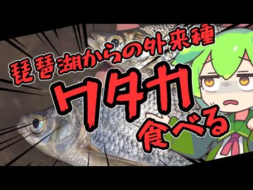 お腹がすいたらワタカ食べればいいじゃない