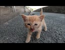 子猫のカリカリ餌デビュー