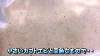 #05 学研カブトエビ「学研の科学・古代生物カブトエビの世界」魔の一週間はきついのでございます。