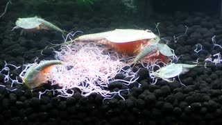#06 学研カブトエビ「学研の科学・古代生物カブトエビの世界」も手ごわいのでございます。