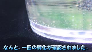 #08 学研カブトエビ「学研の科学・古代生物カブトエビの世界」再起でございます。