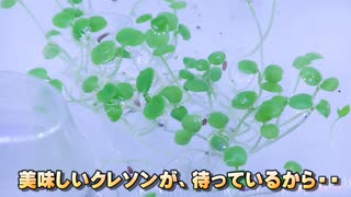 #09 学研カブトエビ「学研の科学・古代生物カブトエビの世界」色々でございます。