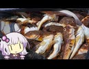 ちょいとお魚釣り７ 5月の海はカジカの海
