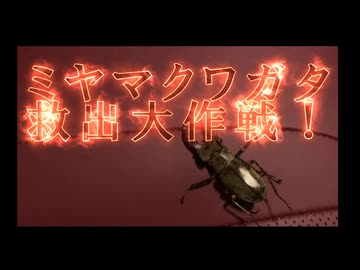ミヤマクワガタ救出大作戦！
