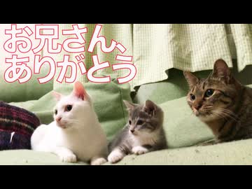 お姫様猫、次男坊猫の最期を見送る