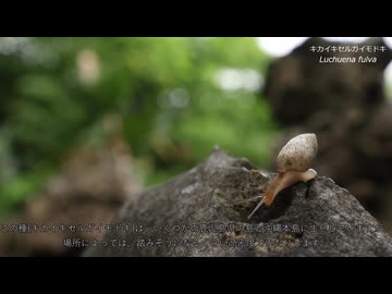 夏のカタツムリ採集　その11