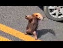 アリクイ通せんぼしててカワイイ