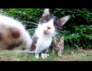 最初は怯えていたけど段々懐いてきた野良子猫達