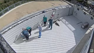 アザラシ幼稚園 卒園式(2匹を海に帰す) ライブカメラ32倍速