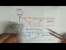 RNAワクチン免疫異常の解説
