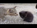 ヨチヨチ歩きの子猫に恐る恐る近づくお姉さん猫