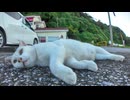 カメラの前に歩いてきてゴロンと寝転ぶ猫がかわい過ぎる