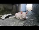 路地裏で子猫発見!撫で撫でしてたら他の猫も集まってきた。