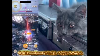猫モンハンNow部始動！！