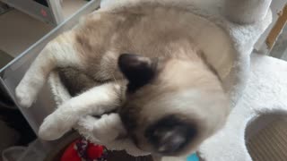10分間猫が毛づくろいしてるだけ