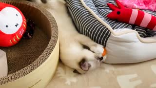 子猫はボンボンで永遠に遊ぶ