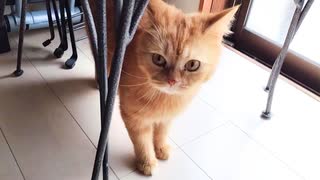 保護した猫を初めてケージから出してみました