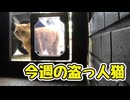 盗っ人猫な1週間【野良猫】