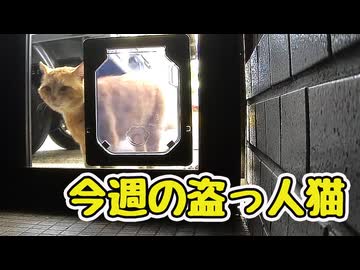 盗っ人猫な1週間【野良猫】