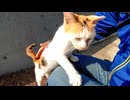 海沿いの道に子猫が寝ていたのでナデナデしたら喜んで膝の上に乗ってきた