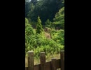 多摩動物公園 タイリクオオカミの遠吠え