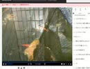 【ニコ生録画】親戚の子供10人くらいと遊んできました