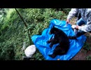 (８月７日収録分)（ツキノワグマ捕獲２頭目）変態忍者の、有害鳥獣駆除従事活動記・その２９６