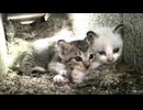 奥で寝ていたキジトラ子猫もこっちにやってきた。