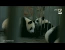 PandapiaLive_2024_08_12 10周年特番（前半）