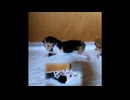 【ショート】子猫の第一歩【野良猫から生まれた五匹の赤ちゃん猫】