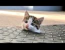 ひょっこりにゃん