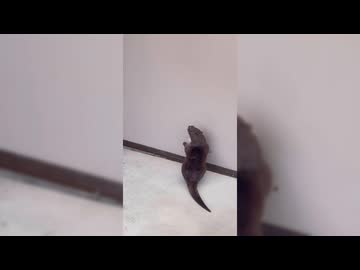 【ローカロリー動画】カワウソがぴょんぴょんするんじゃ〜♪【コツメカワウソ】
